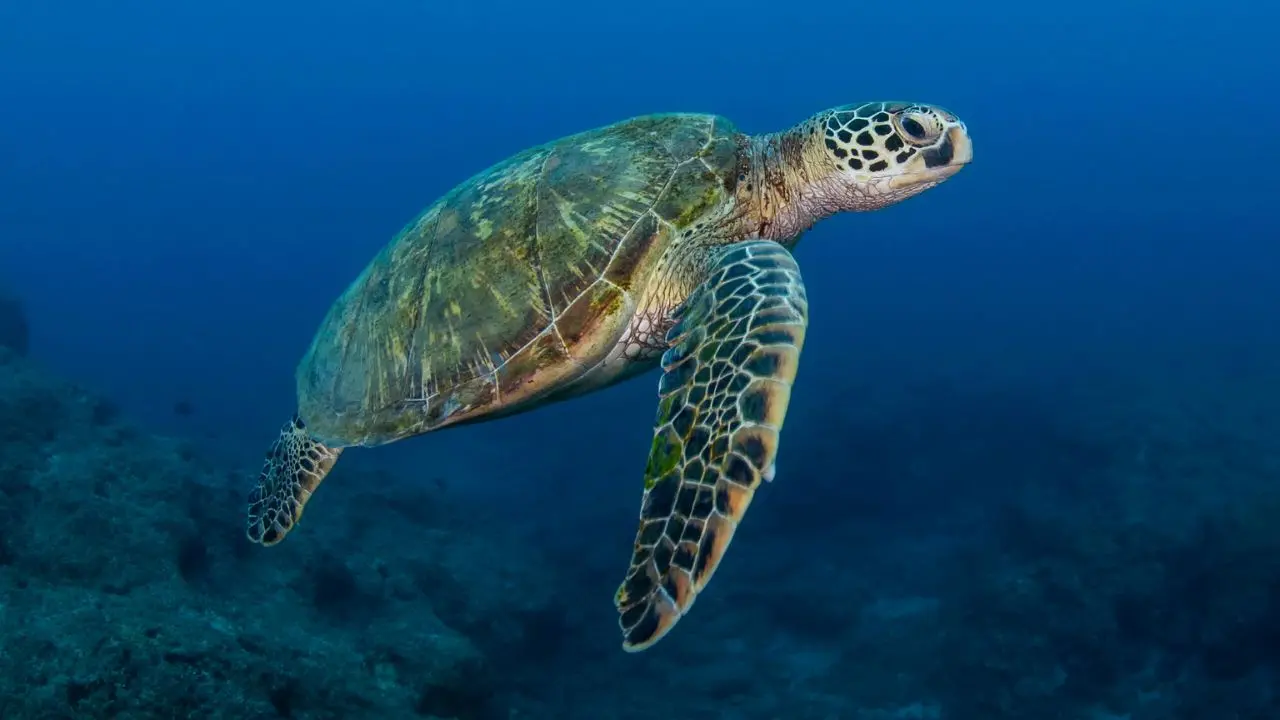 Santa Domenica, presentato il progetto Life Turtlenest a tutela delle tartarughe marine - Video