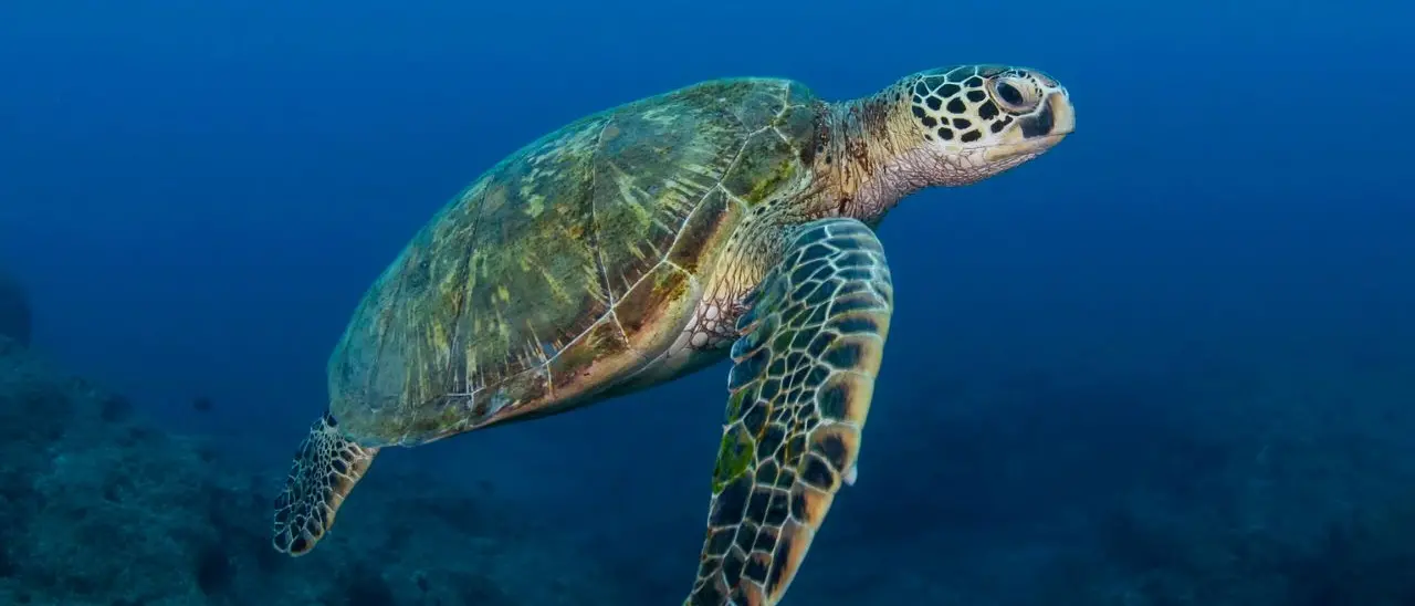 Santa Domenica, presentato il progetto Life Turtlenest a tutela delle tartarughe marine - Video