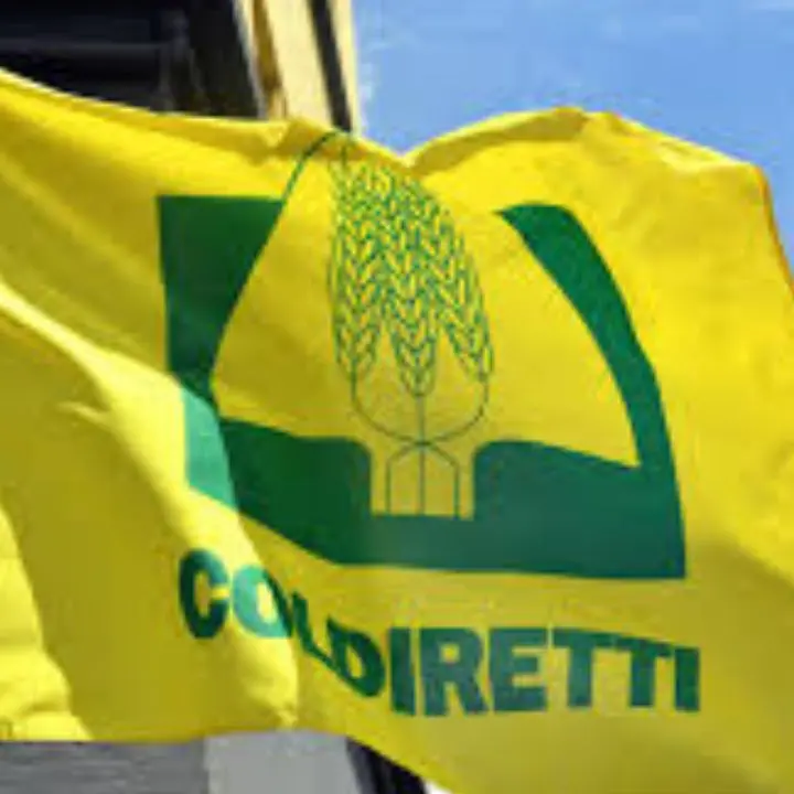 Rete lavoro agricolo di qualità nel Vibonese, Porcelli (Coldiretti): «Iniziativa che mette al centro la legalità e il rispetto dei lavoratori»