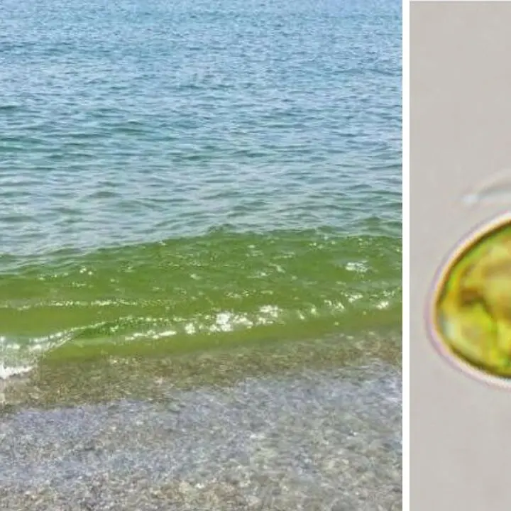 Mare verde “rovina-vacanze”, l’Arpacal conferma: proliferazione anomala di alghe monocellulari non tossiche