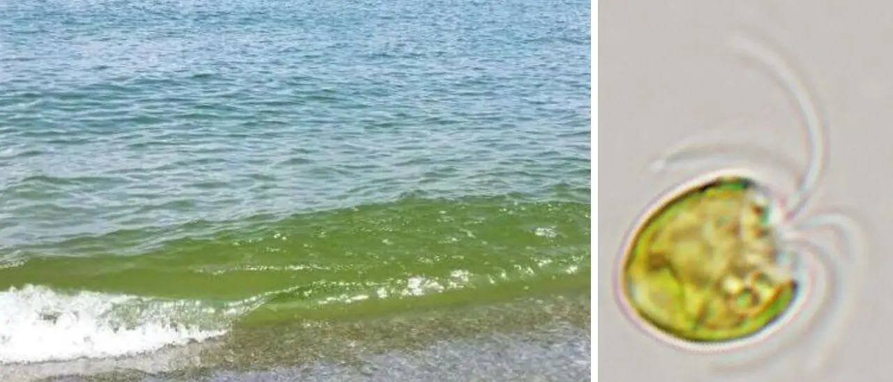 Mare verde “rovina-vacanze”, l’Arpacal conferma: proliferazione anomala di alghe monocellulari non tossiche