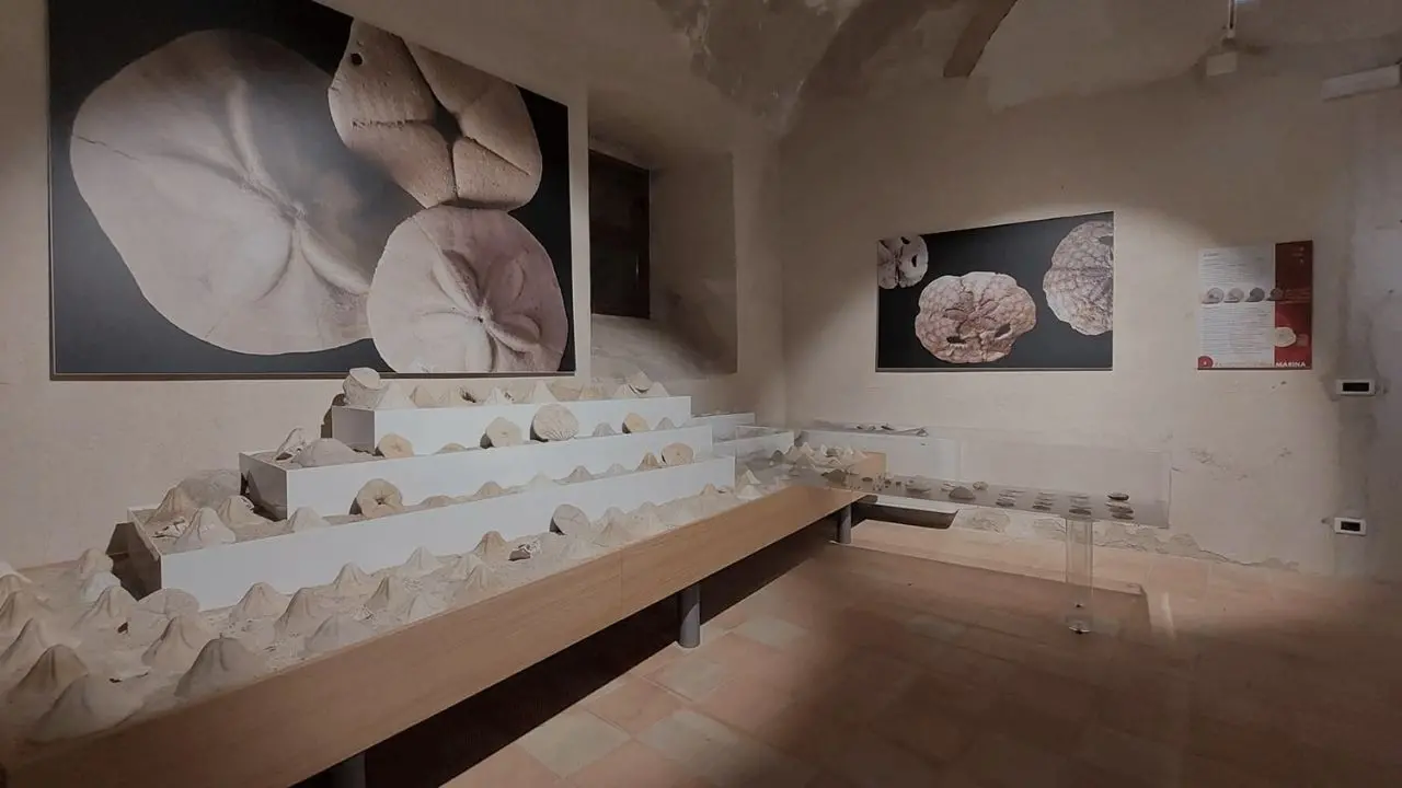 Tropea, un passo avanti nella Paleontologia: scoperto un dente di foca primordiale nell'antico bacino del Poro: risale a 7mila anni fa