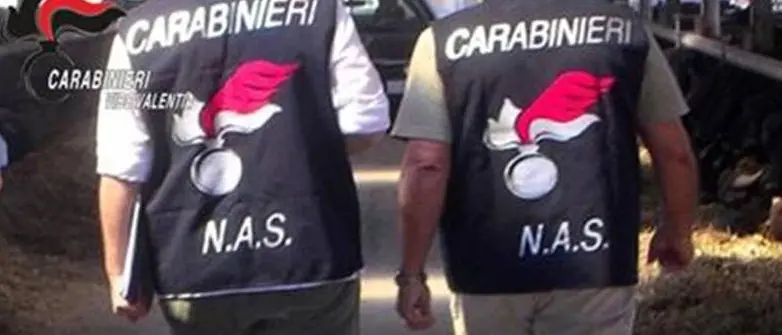 Serra, controlli nell’ambito della Festa del fungo: denunce e sequestri dell’Arma