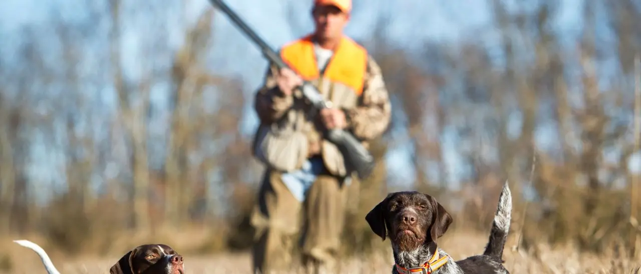 La caccia in Calabria apre il 2 ottobre, soddisfatte associazioni ambientaliste: «Bene posticipo e divieto per alcune specie»