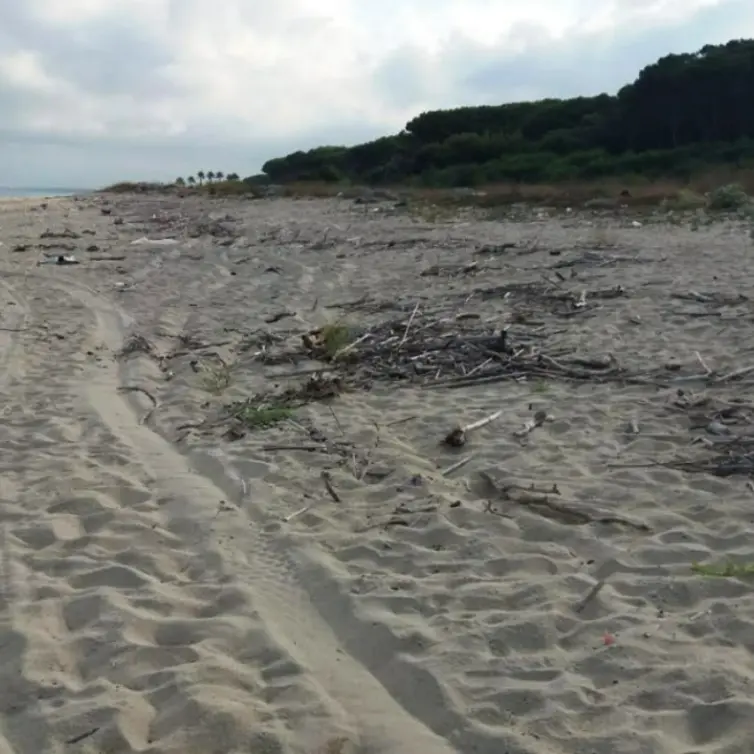 Rifiuti sulla spiaggia di Colamaio a Pizzo, la segnalazione: «Pulizia a metà, l'arenile e la pineta meritano decoro» -Foto