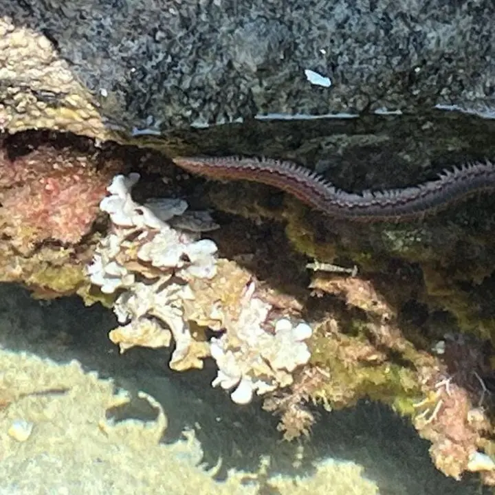 Da Tropea a Capo Vaticano crescono gli avvistamenti del vermocane: innocuo finché non viene toccato