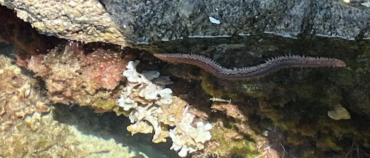 Da Tropea a Capo Vaticano crescono gli avvistamenti del vermocane: innocuo finché non viene toccato