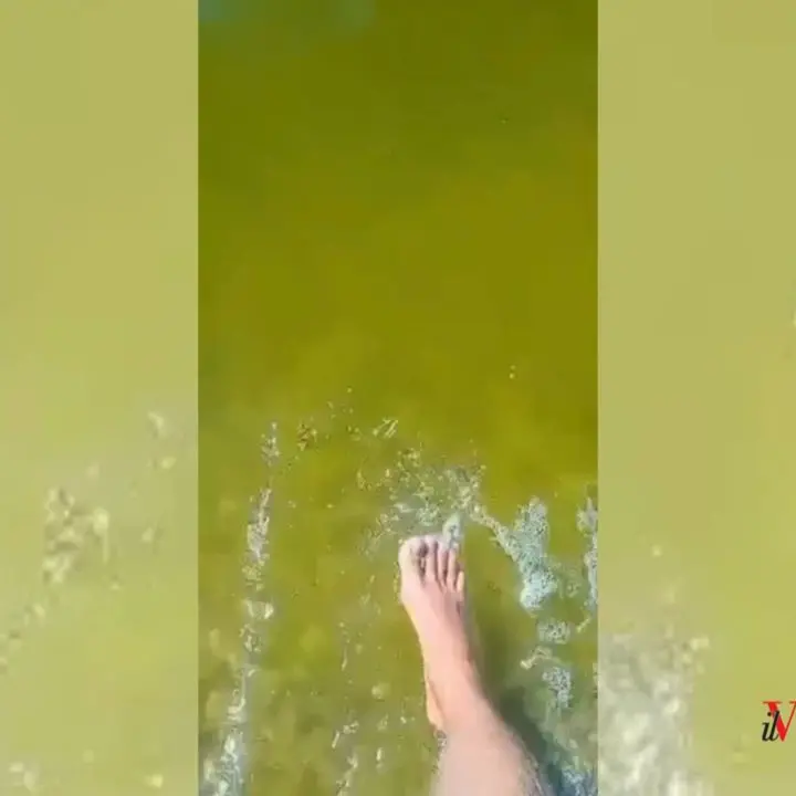 Mare verde, Ferragosto rovinato sul litorale di Pizzo: «Mai vista una cosa così. Ora i turisti vogliono essere rimborsati» - VIDEO