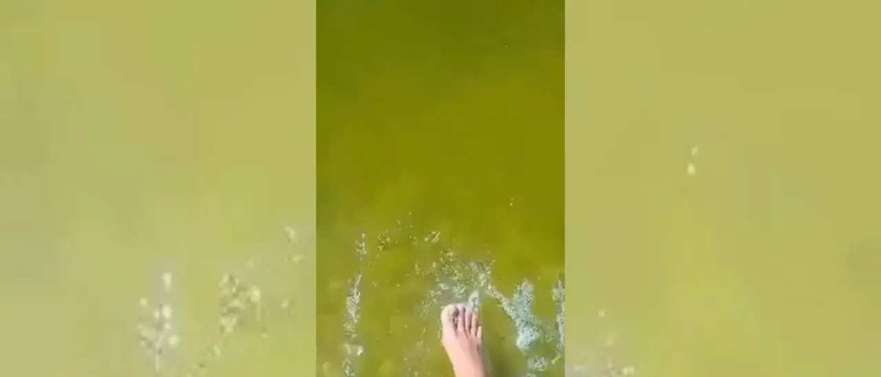 Mare verde, Ferragosto rovinato sul litorale di Pizzo: «Mai vista una cosa così. Ora i turisti vogliono essere rimborsati» - VIDEO