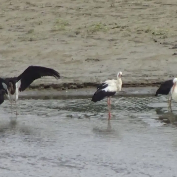 Tre cicogne nere avvistate nel Parco naturale regionale delle Serre. Il Wwf: «Evento raro» - VIDEO