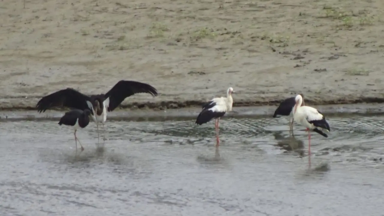 Tre cicogne nere avvistate nel Parco naturale regionale delle Serre. Il Wwf: «Evento raro» - VIDEO