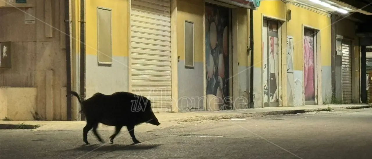 Cinghiali a spasso per Vibo: foto e video di un’invasione inarrestabile