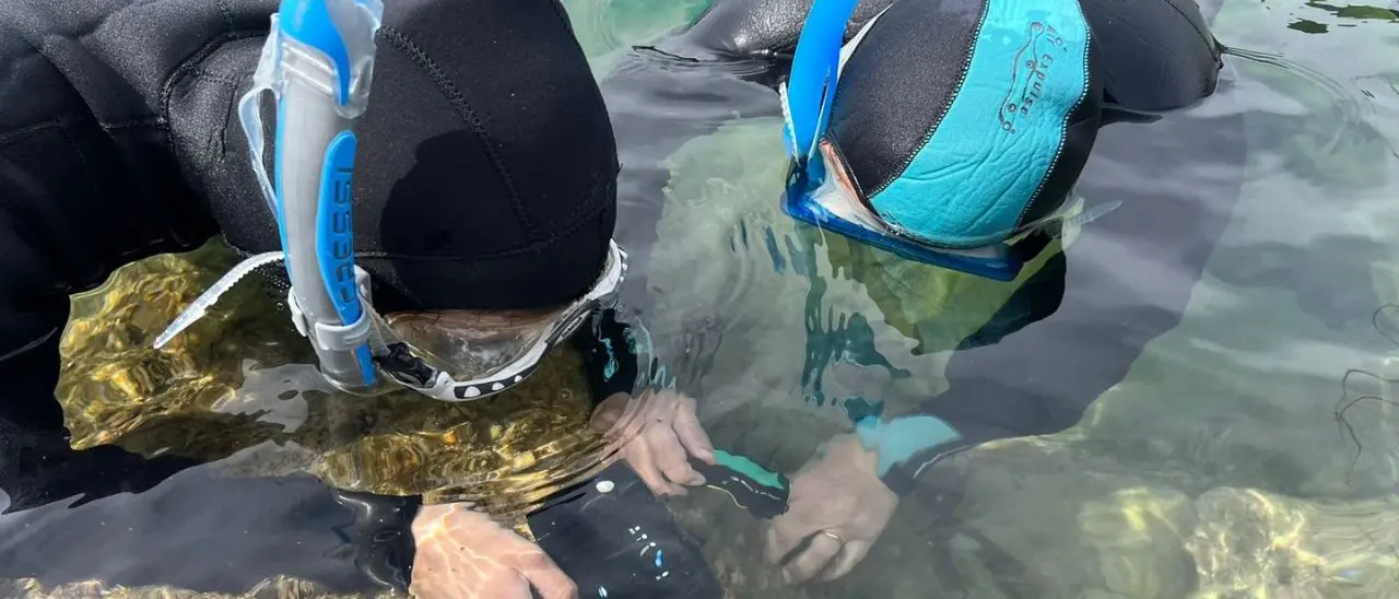 Un giorno da biologo marino: a Vibo la prima edizione di Biowatching nel Blu dove tutti possono diventare ricercatori