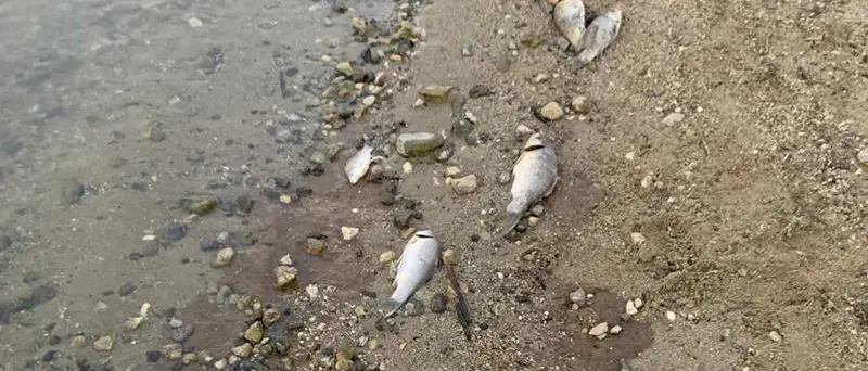 Morìa di pesci nel lago Angitola, scatta l’interrogazione alla Regione