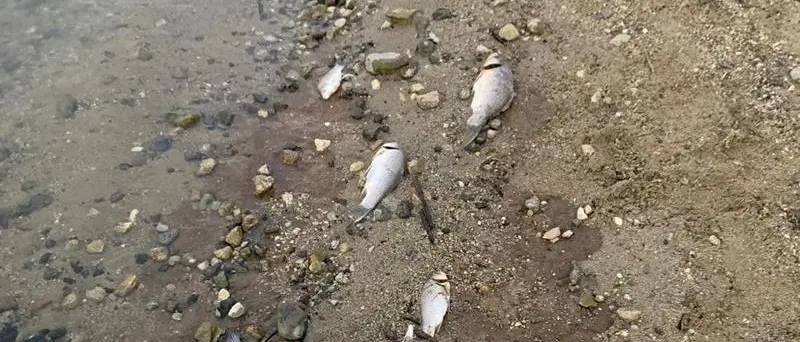 Misteriosa moria di pesci nel lago Angitola