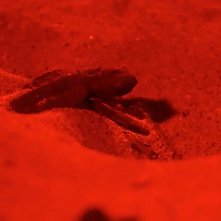 La magia della nascita delle tartarughe Caretta caretta sulla spiaggia di Pizzo -Video