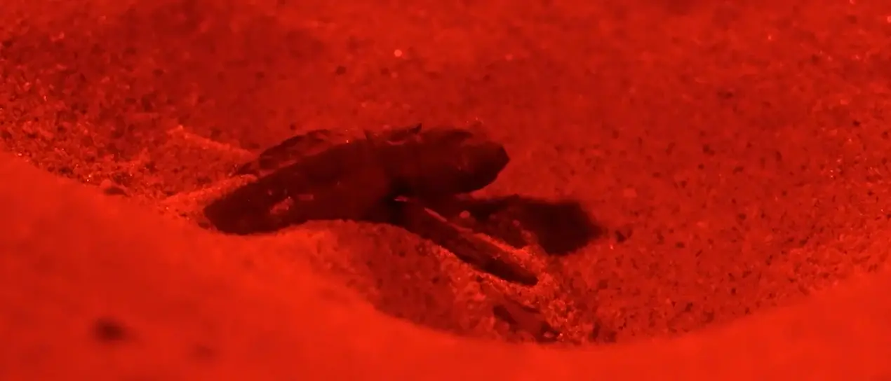 La magia della nascita delle tartarughe Caretta caretta sulla spiaggia di Pizzo -Video