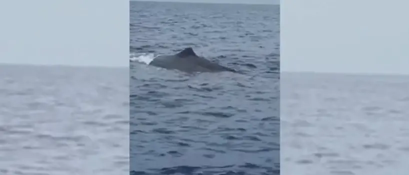 Il mare vibonese non smette di stupire, avvistato un capodoglio al largo di Zambrone -Video