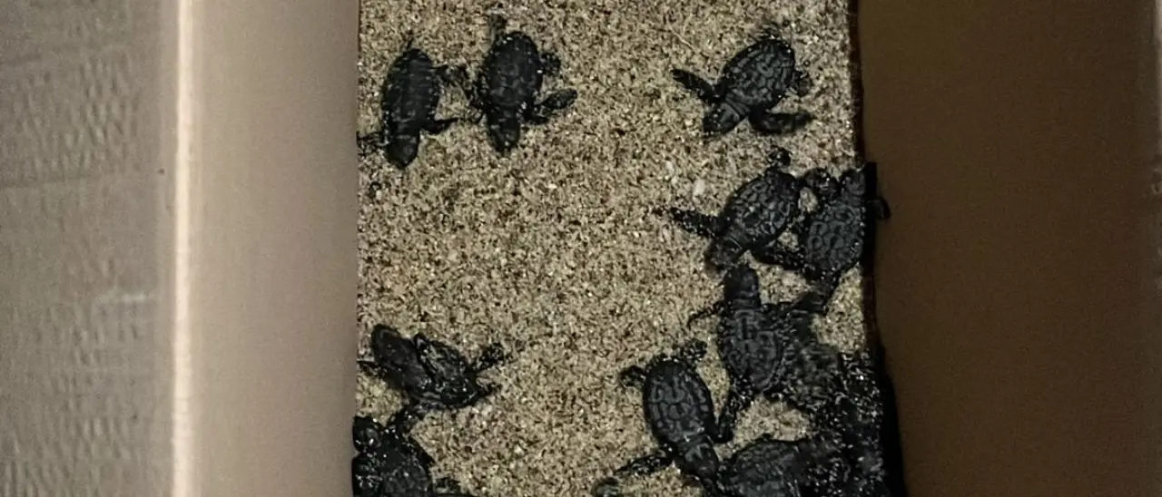 Nuova schiusa di tartarughe marine a Pizzo: i piccoli attirati dalle luci di un ristorante, Wwf in azione per condurli in mare. Ecco il VIDEO