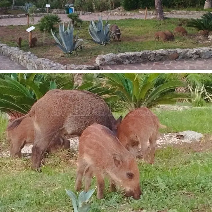 Capo Vaticano, il belvedere dei cannoni invaso da una famigliola di cinghiali