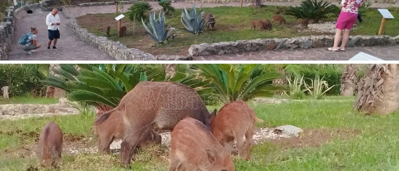 Capo Vaticano, il belvedere dei cannoni invaso da una famigliola di cinghiali