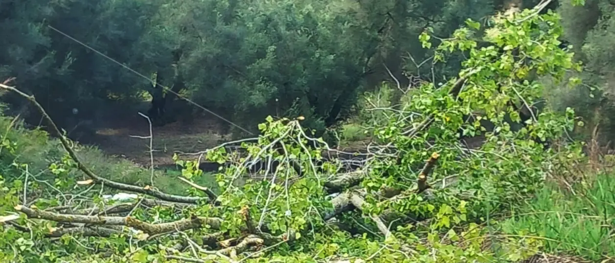 Maltempo e forti raffiche di vento, rami invadono la strada che da Vibo conduce a Cessaniti