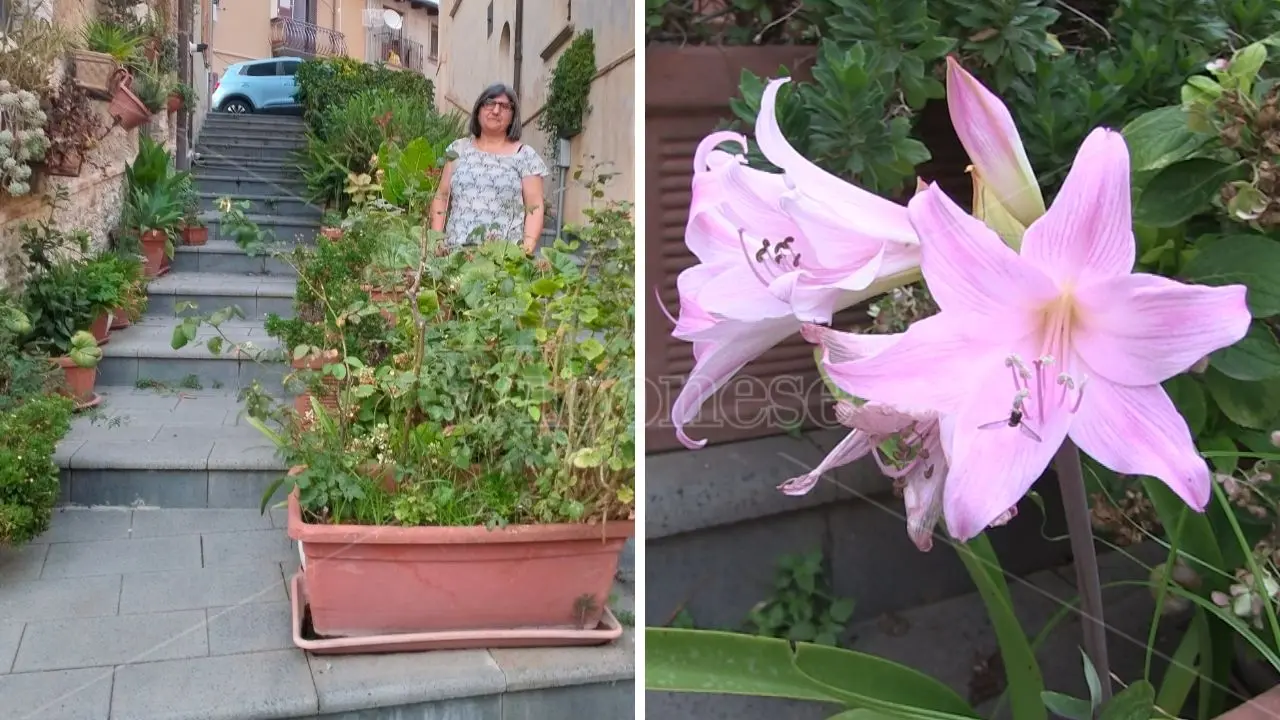 Il giardino della signora Melina che ha trasformato una scalinata del centro storico di Vibo in un’oasi verde - Video