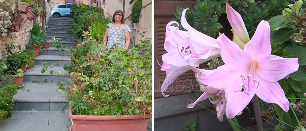 Il giardino della signora Melina che ha trasformato una scalinata del centro storico di Vibo in un’oasi verde - Video