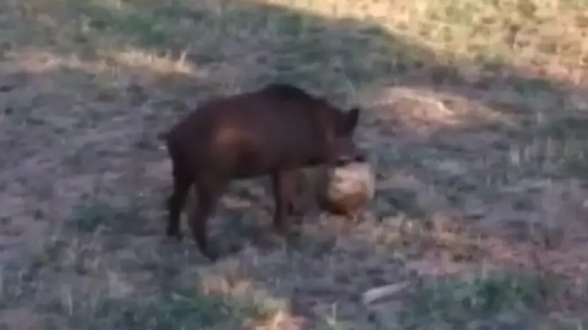 Dal cinghiale domestico a quello che “gioca a calcio”: la strana emergenza - Video