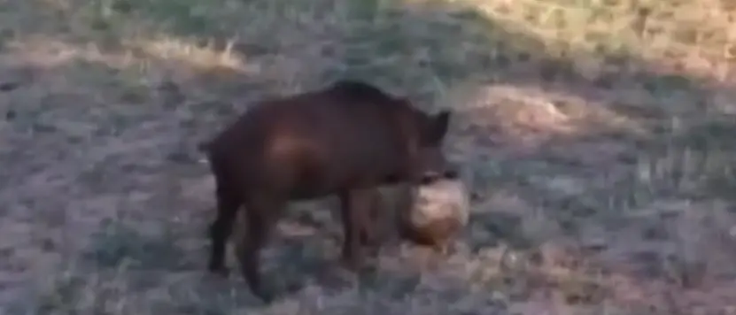 Dal cinghiale domestico a quello che “gioca a calcio”: la strana emergenza - Video