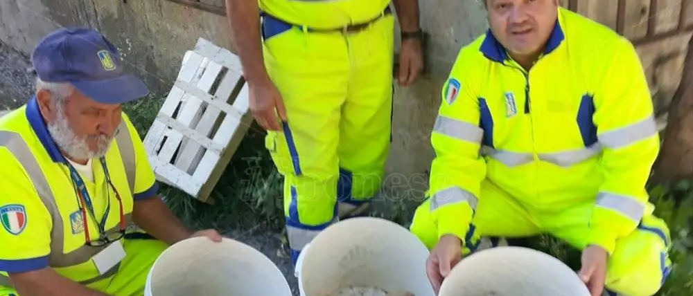 Cuccioli abbandonati sotto un ponte a Pizzo, salvati da personale Anas - Video