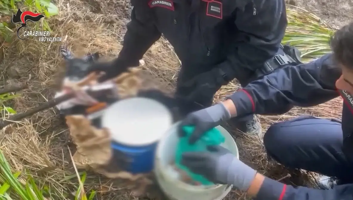 Scoperti tre arsenali clandestini nel Vibonese: c'erano anche armi da guerra e droga - Video