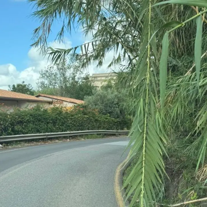 La Provincia intima ai proprietari la pulizia e la manutenzione dei terreni che confinano con la sua rete stradale