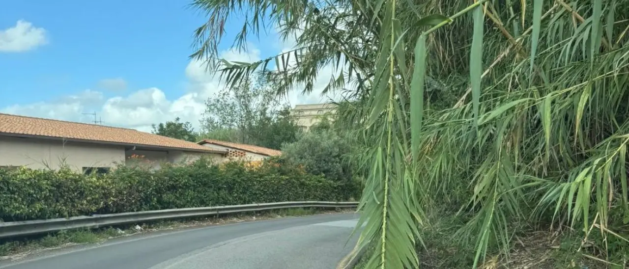 La Provincia intima ai proprietari la pulizia e la manutenzione dei terreni che confinano con la sua rete stradale