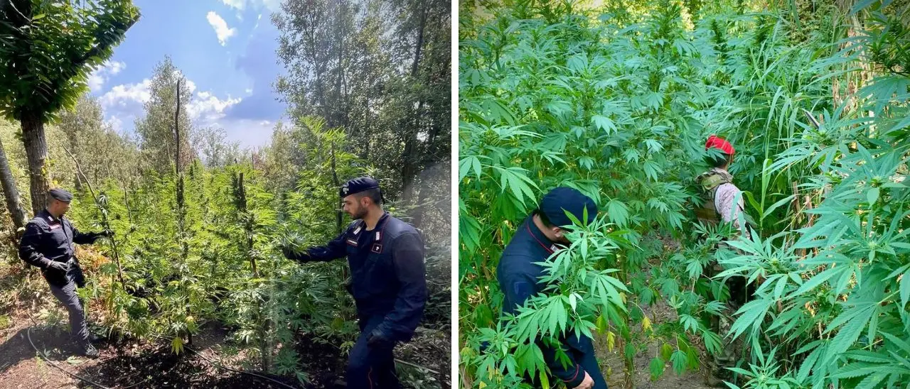 Coltivazione illegale di marijuana: sequestrate dai carabinieri oltre 2200 piante a Nardodipace occultate tra la vegetazione