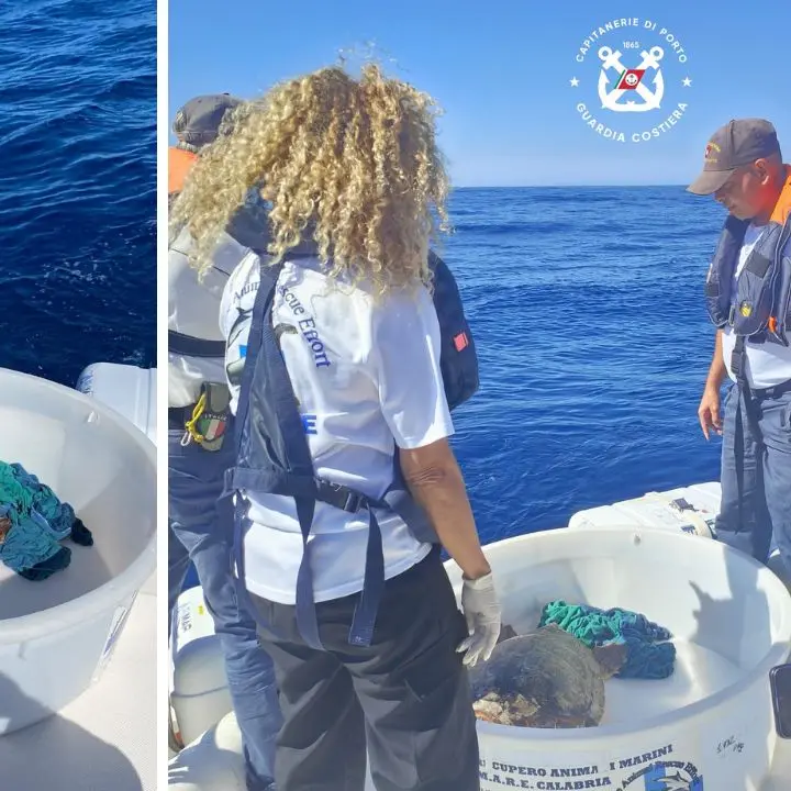 La tartaruga Luciana riprende il mare, era stata recuperata a Zambrone con l'esofago pieno di plastica