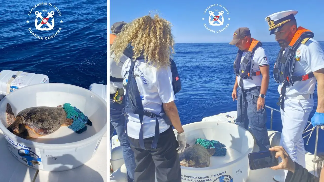 La tartaruga Luciana riprende il mare, era stata recuperata a Zambrone con l'esofago pieno di plastica