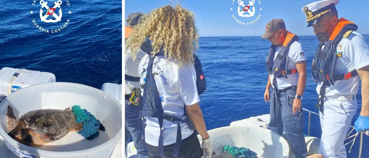 La tartaruga Luciana riprende il mare, era stata recuperata a Zambrone con l'esofago pieno di plastica