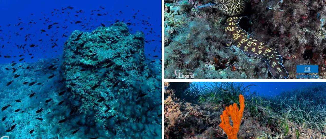 Le meraviglie della Secca di Sant’Irene nelle foto del sub che l'ha immortalata per l’evento Unesco di Tropea