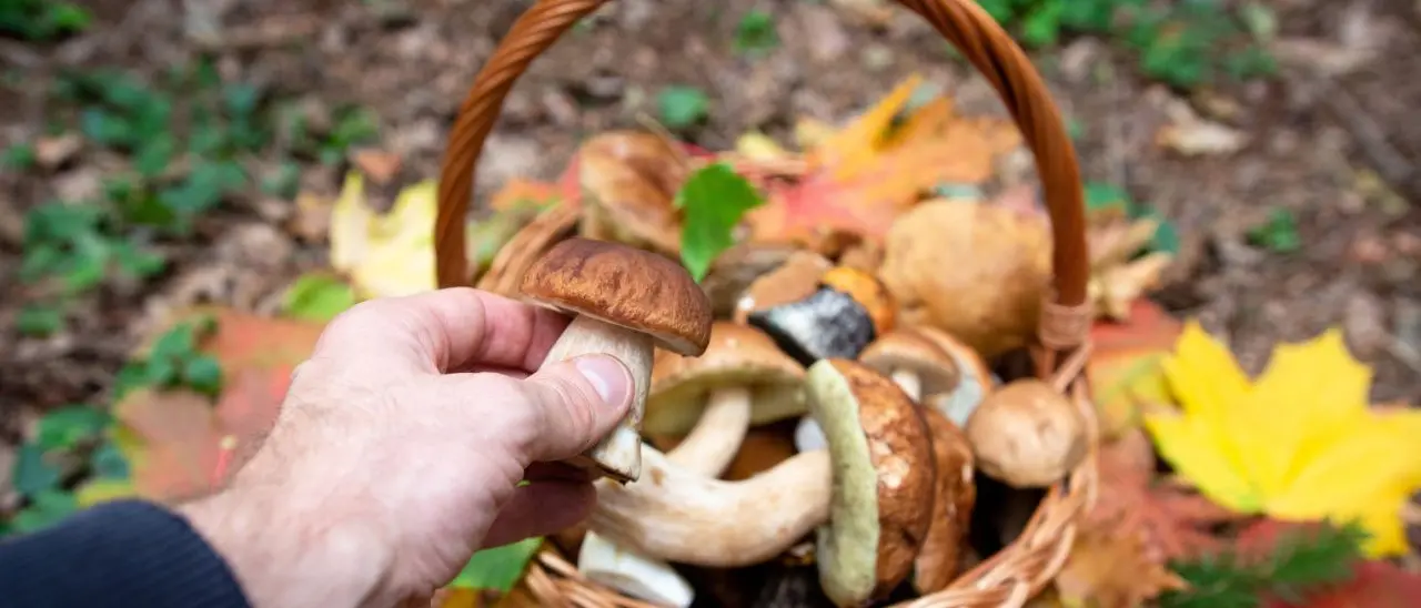 Tutto pronto a Serra per la XI edizione della Festa del fungo: due week-end all'insegna del gusto e della natura. Ecco il programma