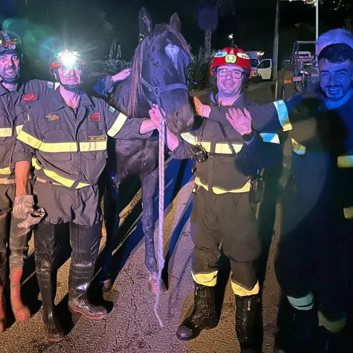 Tropea, un cavallo scivola nel torrente Vetrano: salvato dai vigili del fuoco con una gru - FOTO