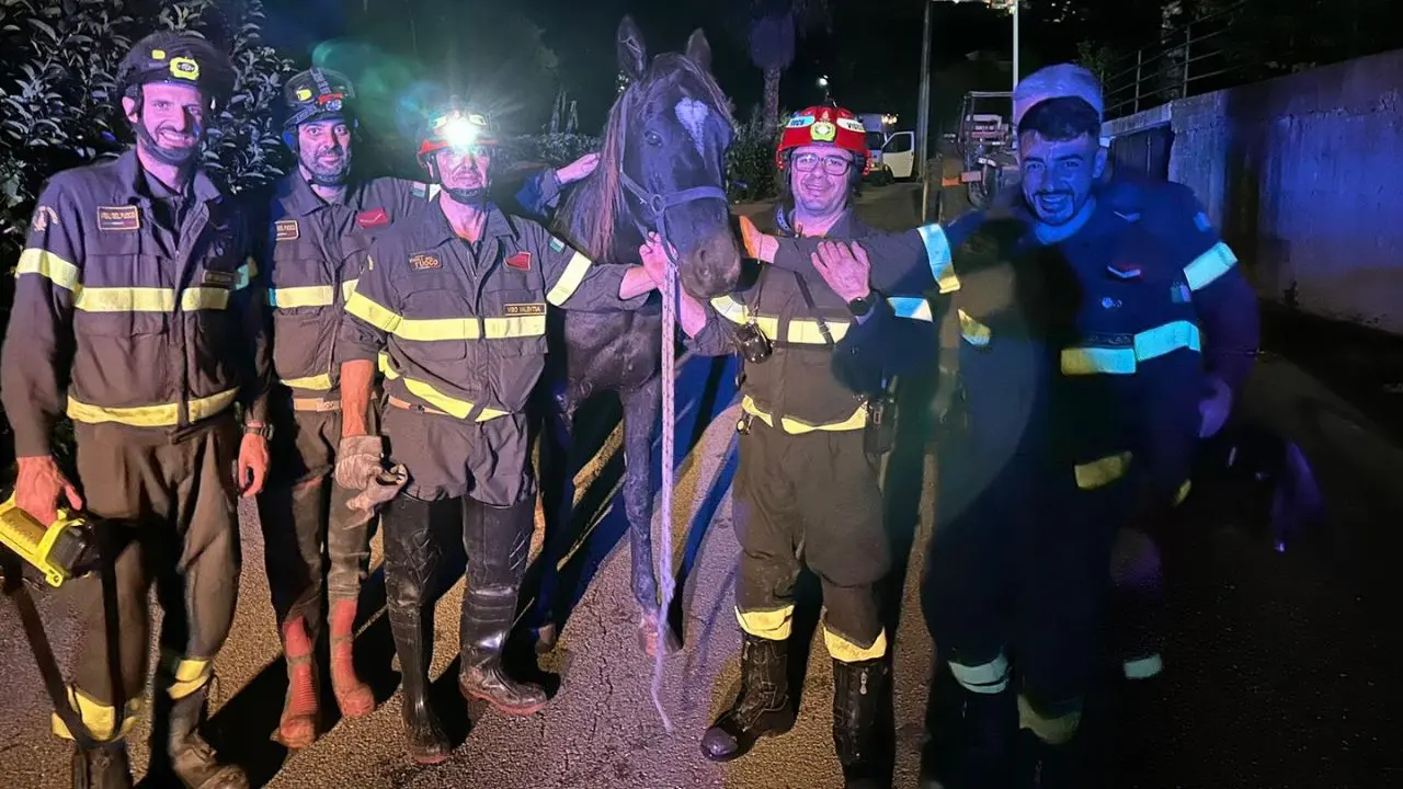 Tropea, un cavallo scivola nel torrente Vetrano: salvato dai vigili del fuoco con una gru - FOTO