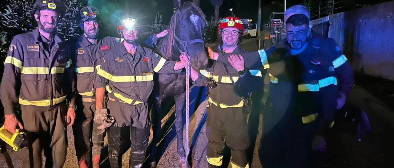 Tropea, un cavallo scivola nel torrente Vetrano: salvato dai vigili del fuoco con una gru - FOTO