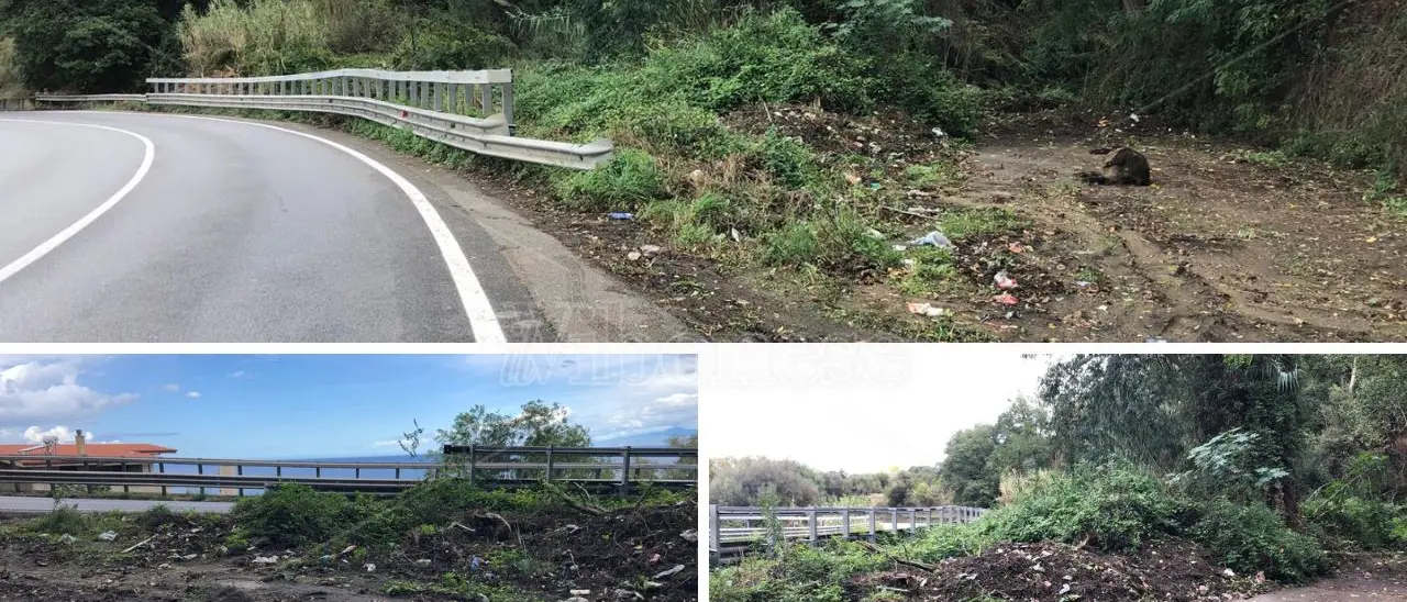 Ancora una carcassa di cinghiale sulle strade vibonesi, stavolta triste spettacolo lungo la statale 182 dopo San Pietro