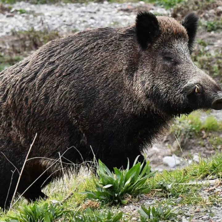 Ciclista attaccato da un cinghiale nel Vibonese, il suo racconto: «Gridavo, c’era sangue ovunque, potevo morire». Frattura del bacino e 35 giorni di prognosi