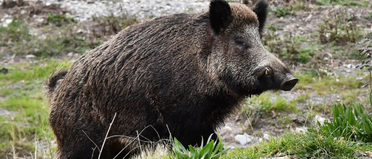 Ciclista attaccato da un cinghiale nel Vibonese, il suo racconto: «Gridavo, c’era sangue ovunque, potevo morire». Frattura del bacino e 35 giorni di prognosi