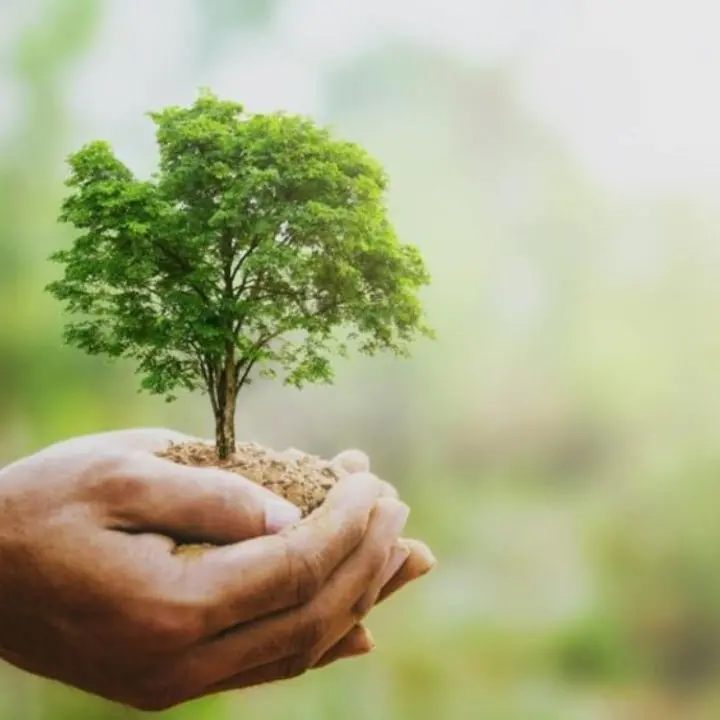 Vibo, l'associazione Pro Moderata Durant pianta 10 nuovi alberi: «Facciamo rinascere la nostra città con i piccoli gesti»