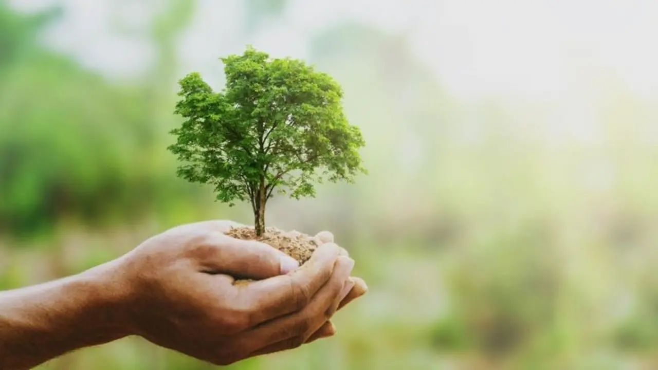 Vibo, l'associazione Pro Moderata Durant pianta 10 nuovi alberi: «Facciamo rinascere la nostra città con i piccoli gesti»