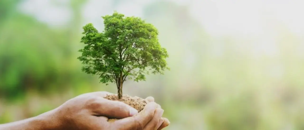 Vibo, l'associazione Pro Moderata Durant pianta 10 nuovi alberi: «Facciamo rinascere la nostra città con i piccoli gesti»