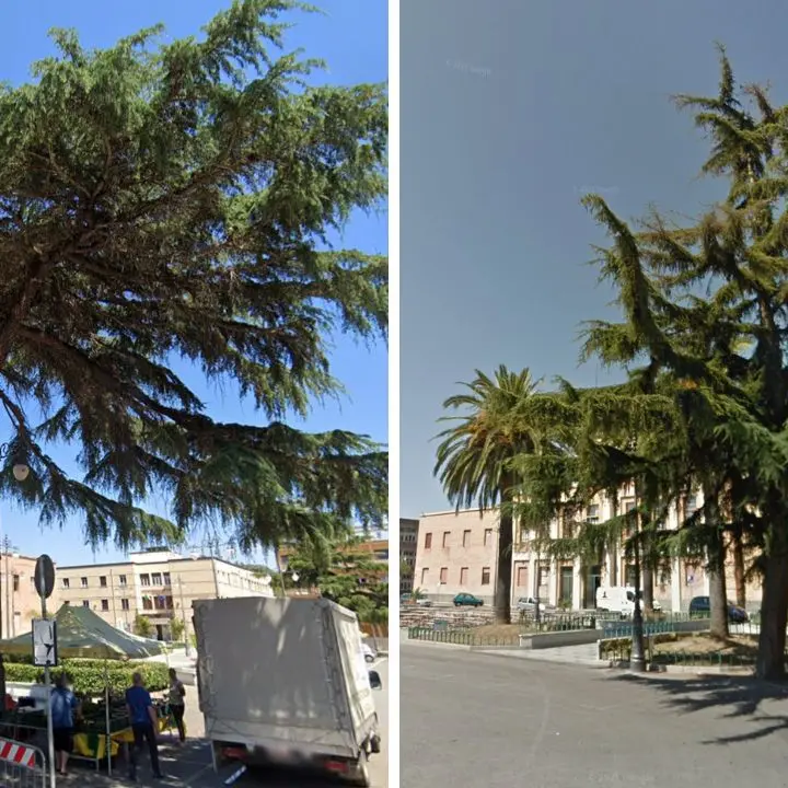 Vibo, a rischio uno dei cedri del Libano in piazza Martiri d'Ungheria. Il Comune: «Instabile, faremo di tutto per salvarlo»
